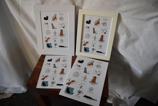 Print: Cats 101 – A Cat’s Quick Companion Guide to Caring for Your Human